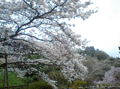 吉野山,桜