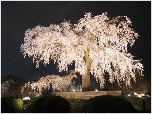 円山公園の枝垂桜