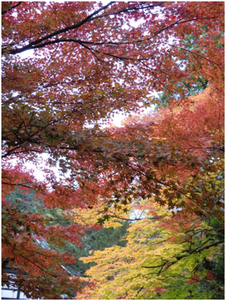 紅葉〜南禅寺〜永観堂〜