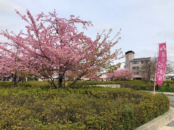 『淀の河津桜』