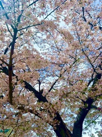 ～桜の名所！夙川にてお花見をしてきました～